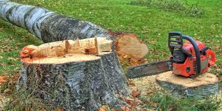 Best Tree Removal Service  in Waterbury, CT