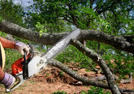 Best Arborist Consultation Services  in Waterbury, CT